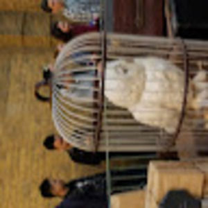 Meet your Posher, Laurie